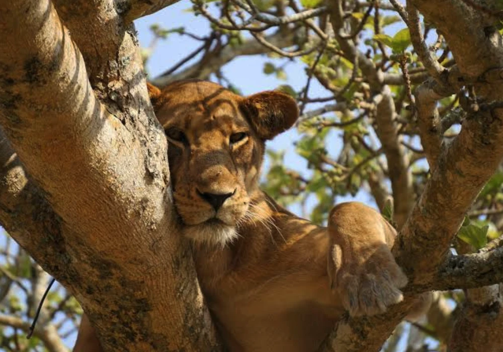 Rwanda Safari vs Tanzania Safari