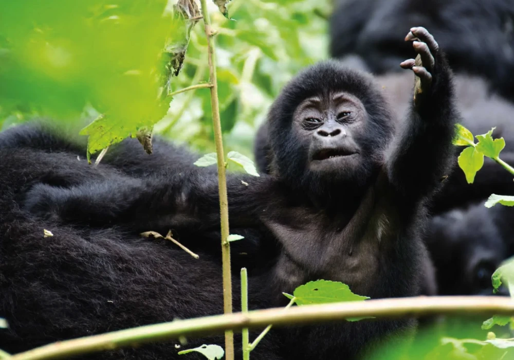 Rwanda Safari vs Uganda Safari
