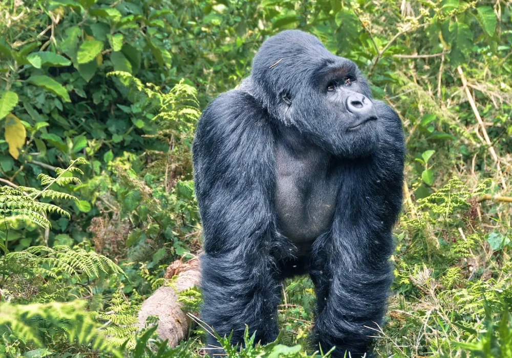Rwanda Safari