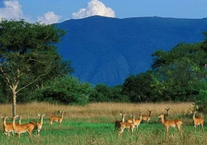 Semuliki National Park