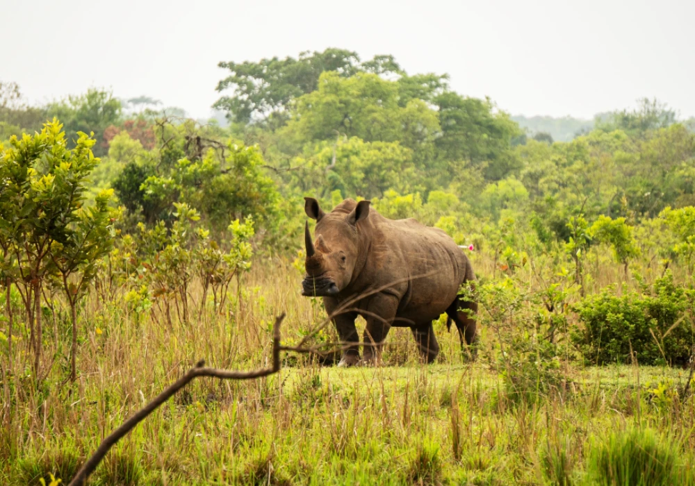 Uganda Big Five Safari