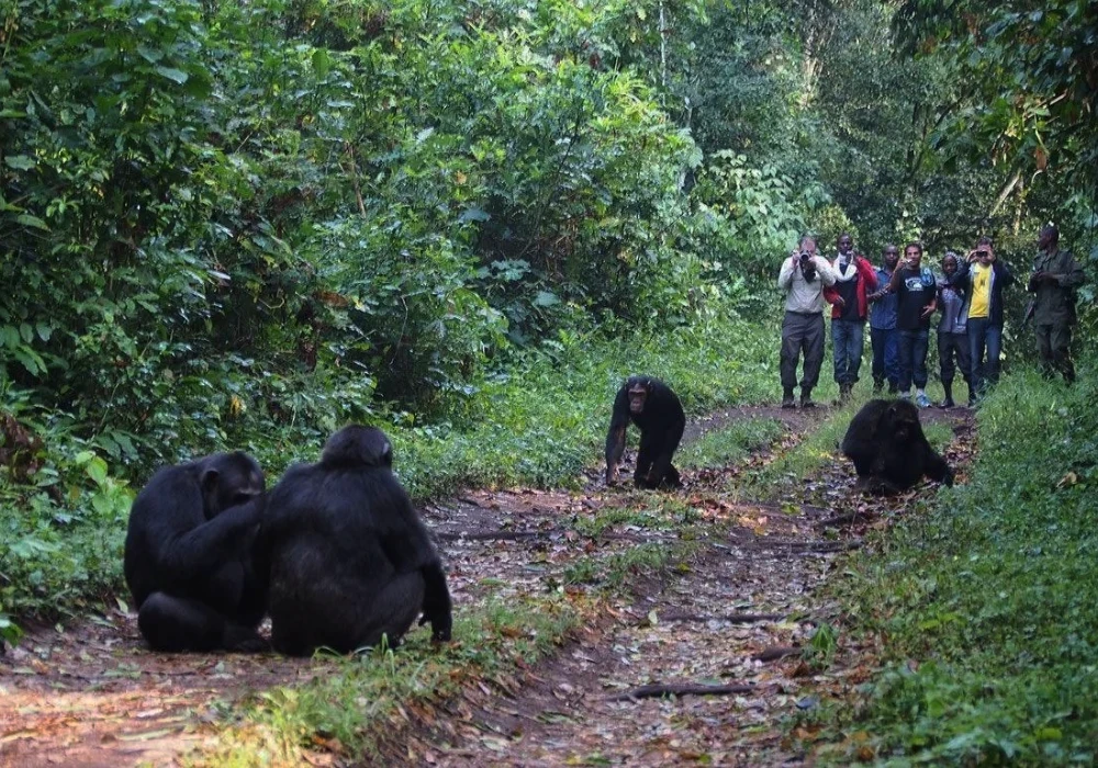 Uganda Chimpanzee Trekking