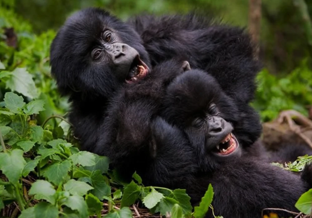 Uganda Gorilla Safari