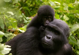 Uganda Safari