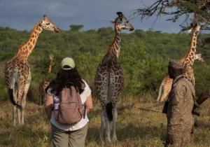 Uganda Safari Cost