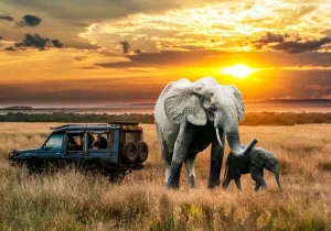 Uganda Safari vs Kenya