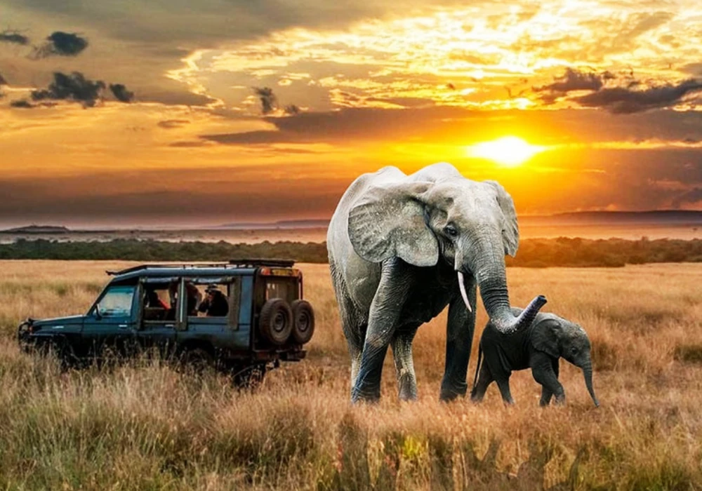 Uganda Safari vs Kenya