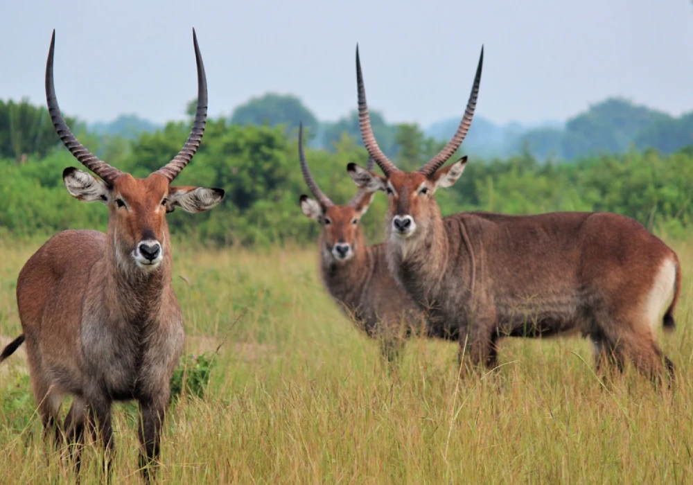 Uganda Safari vs Rwanda