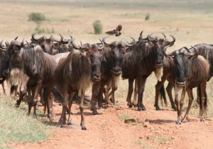 Uganda Safari vs Tanzania