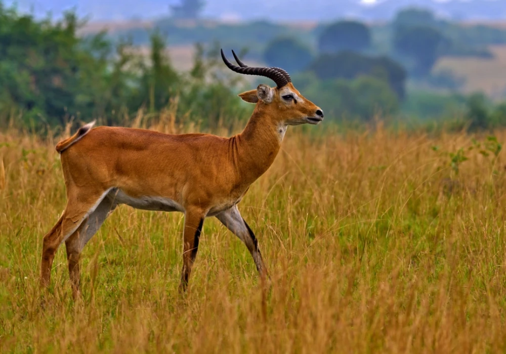 Uganda Wildlife Safari