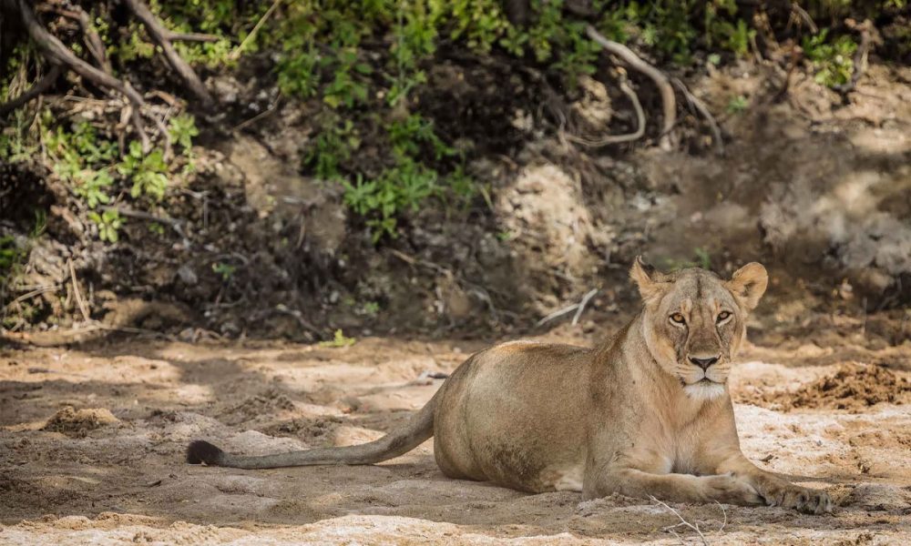 10-Day-Highlights-of-Tanzania’s-Southern-Circuit-Safari