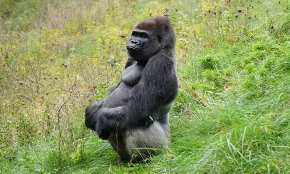 10-Day Safari in Western Uganda