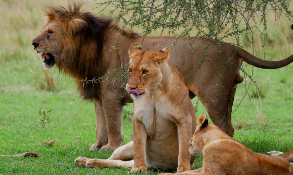 10 Days Tanzania Wildlife & Cultural Explorer