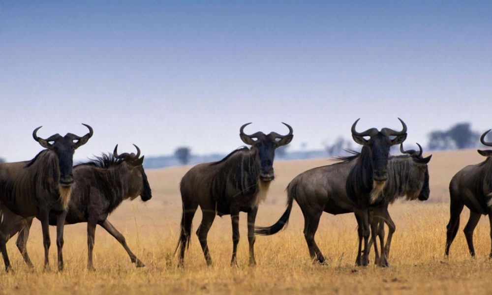 10 Days  Tanzania Great WildBeest Migration  Crossing Package
