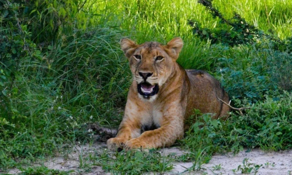 14-Day Safari-The Highlights of Uganda