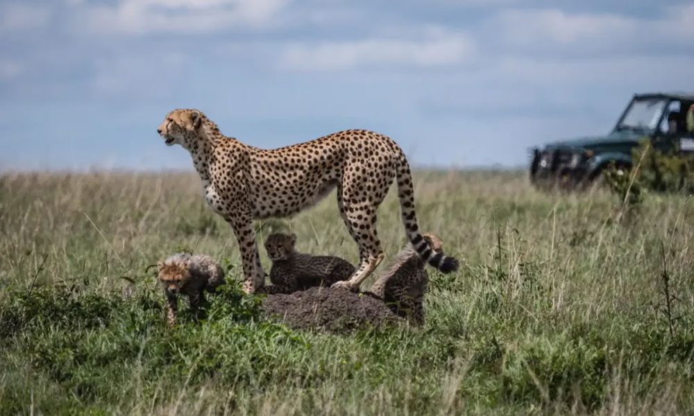 14 Days – The Ultimate Southern Tanzania Experience