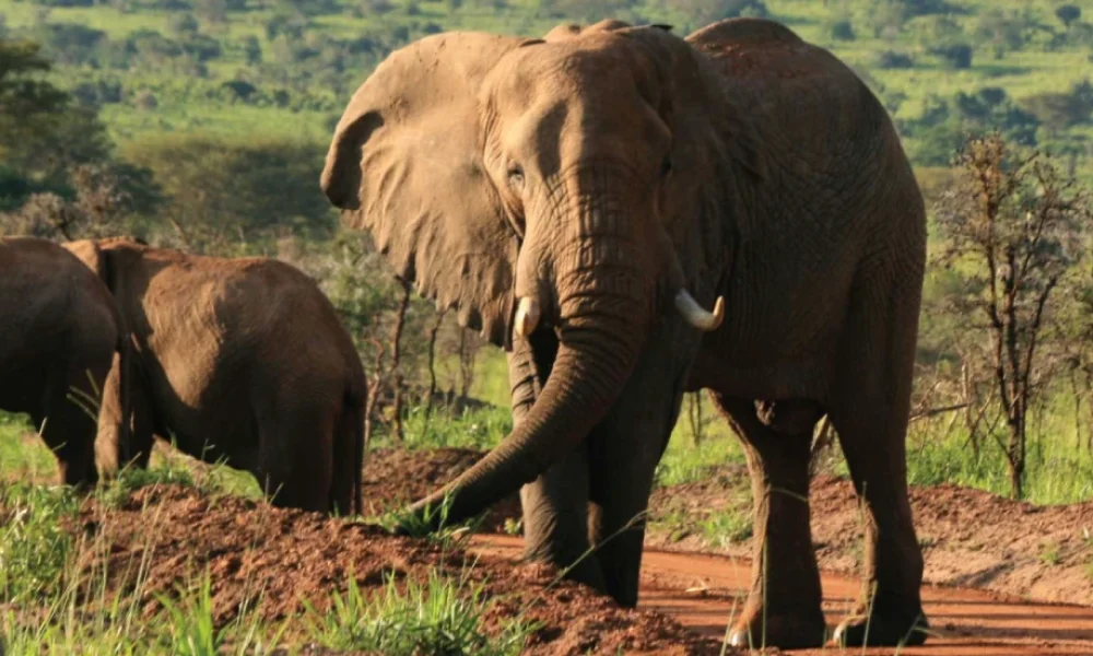 24-Day Safari-Uganda Complete