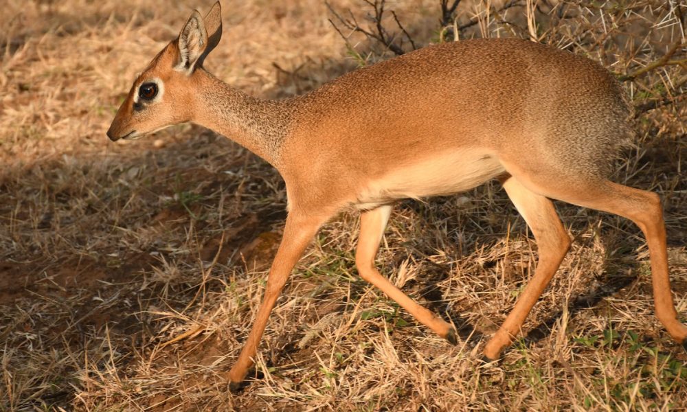 3-Day Mikumi Safari Adventure