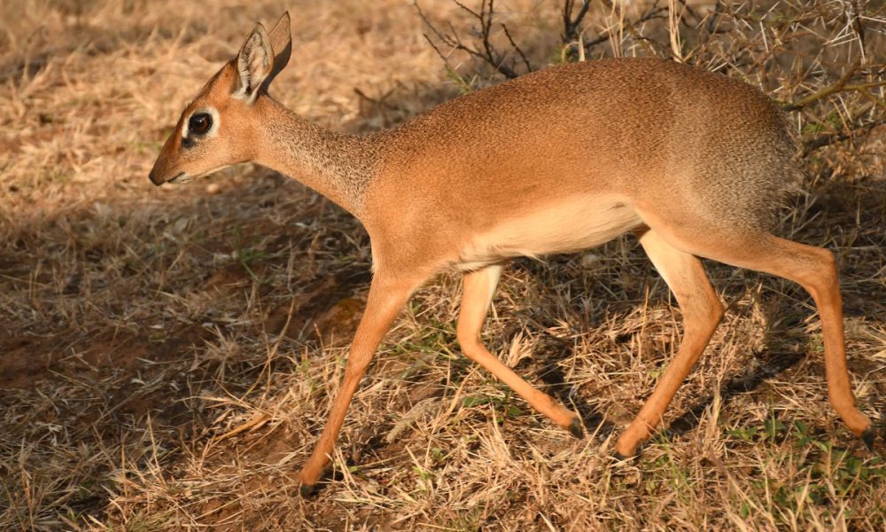 3-Day Mikumi Safari Adventure