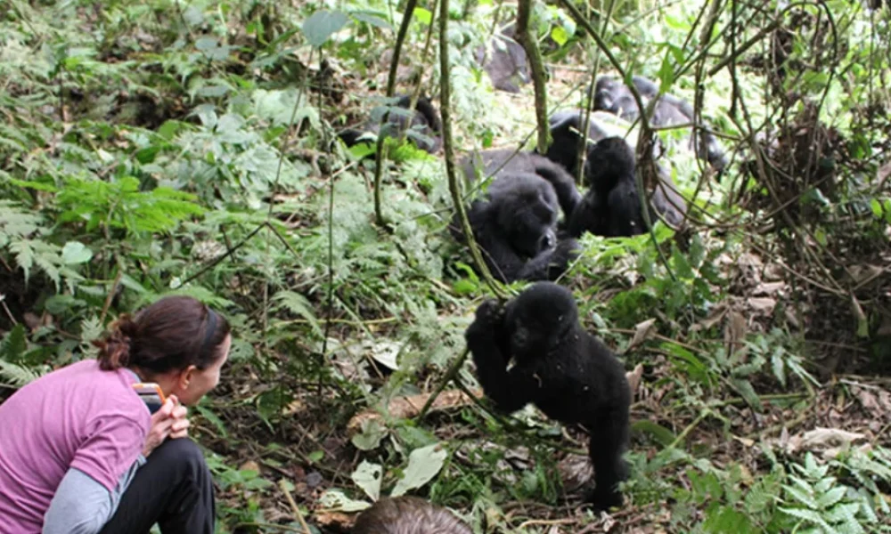 4-Day Gorilla Tracking in Bwindi