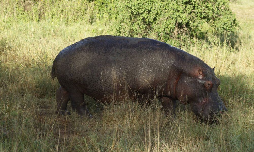 4-Day Saadani National Park Safari