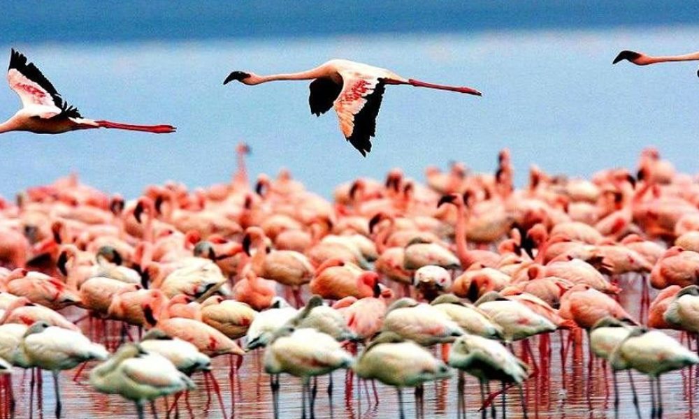 4days-tanzania-affordable-safari
