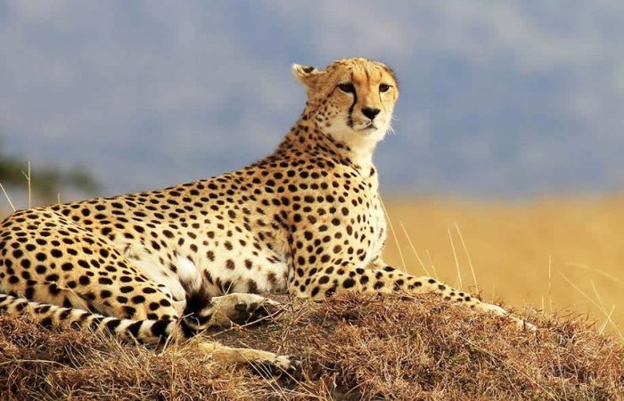6-days-kenya-safari