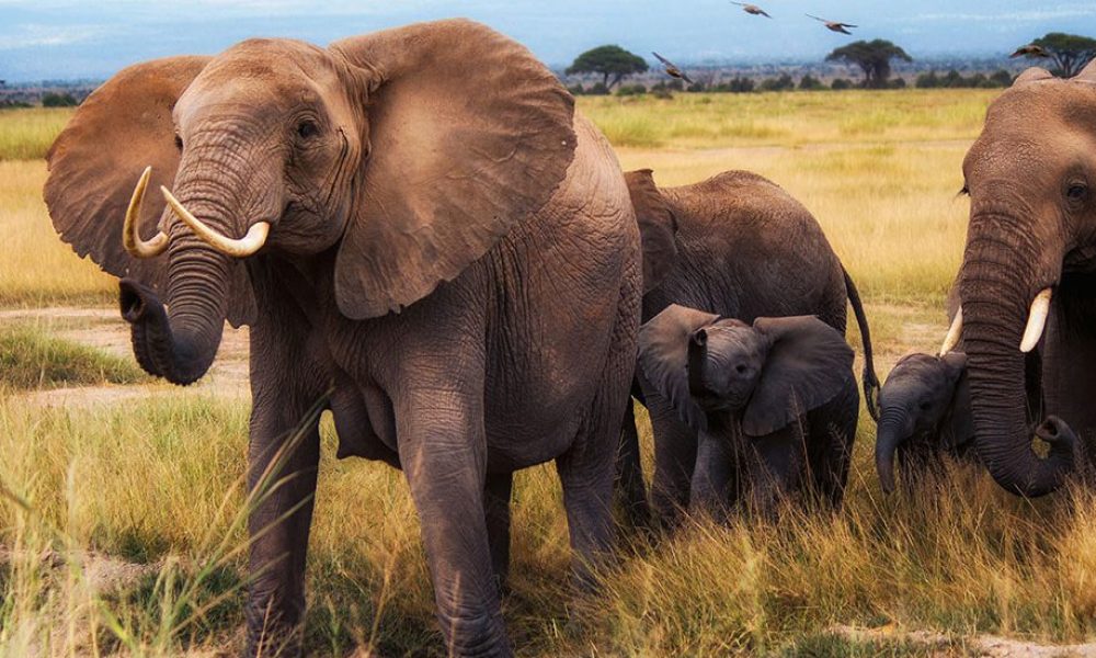 7 Days Kenya Wildlife Safari
