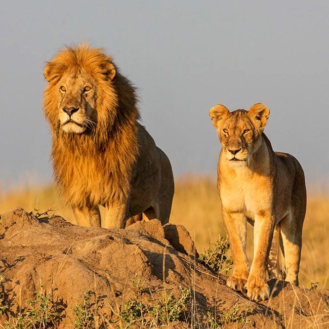 7-days-luxury-safari-in-Tanzania