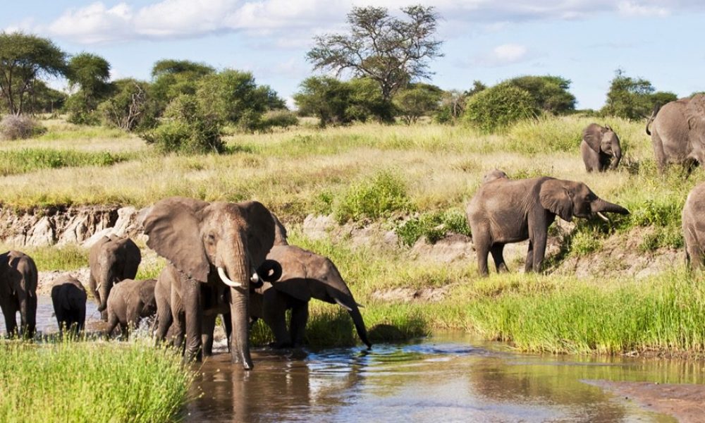 7 Days Kenya Wildlife Safari