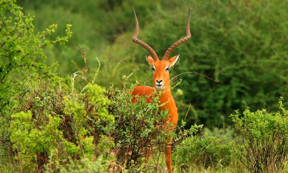Arabuko Sokoke National Park