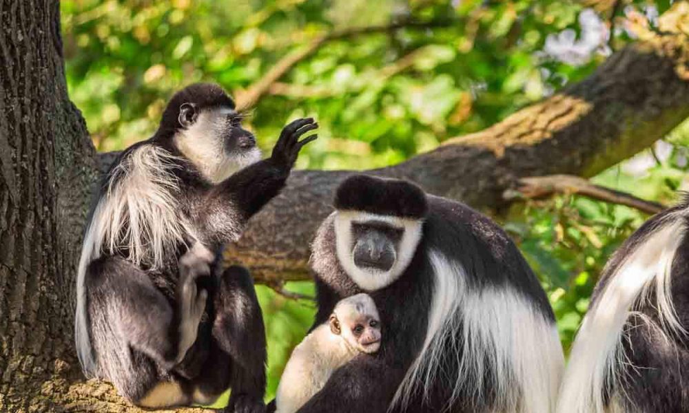Arusha National Park Day Trip