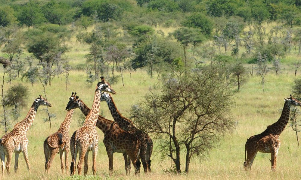 Chyulu Hills National Park