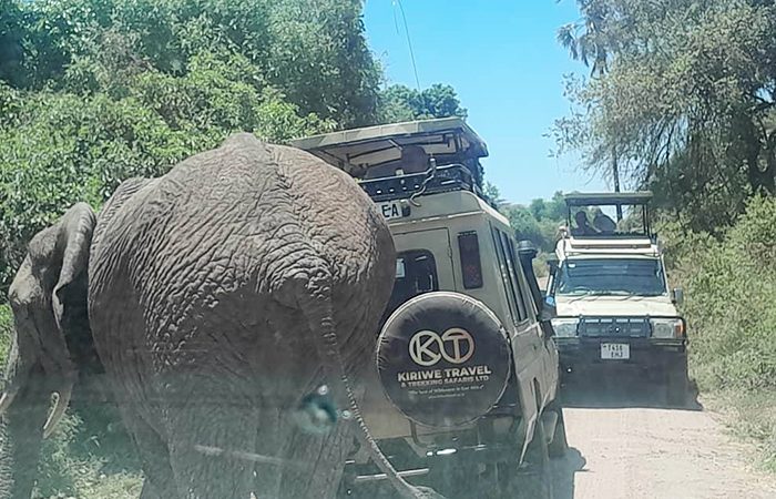 Kiriwe-Tanzania-Safaris