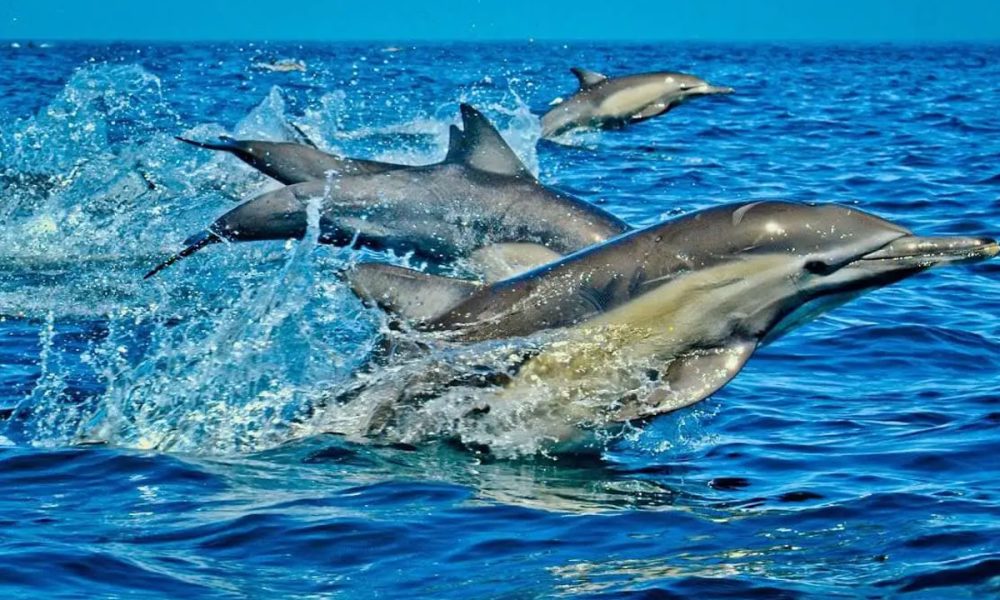 Kisite-Mpunguti Marine National Park