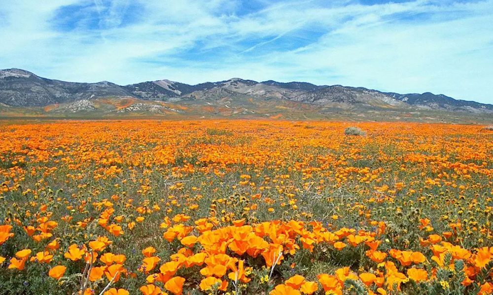 Kitulo National Park