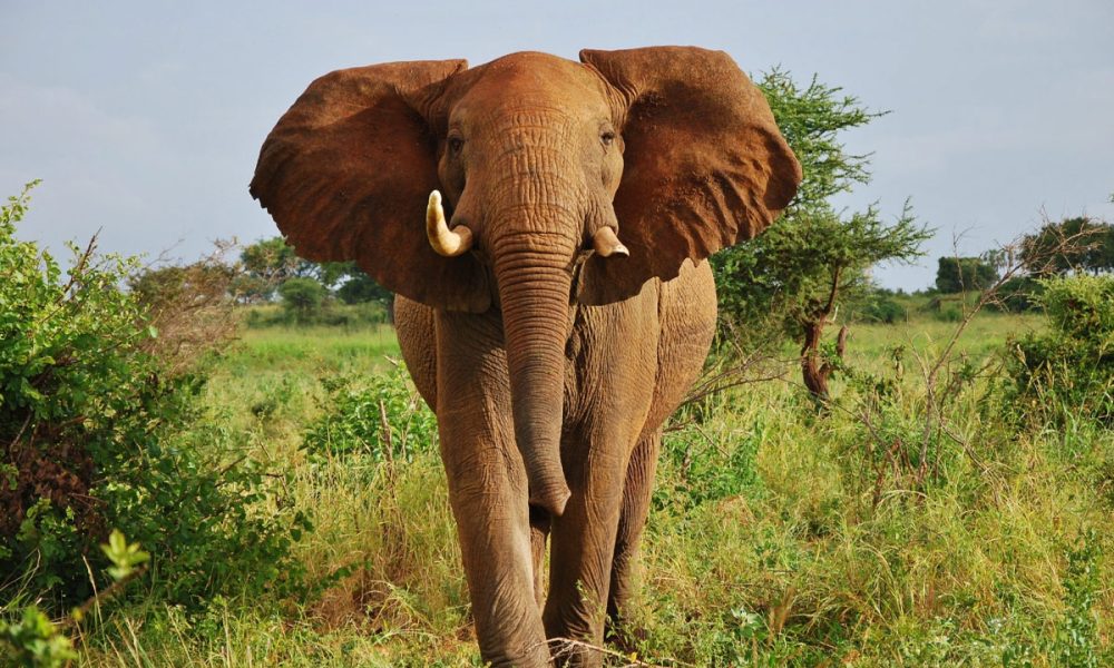 Kora National Park
