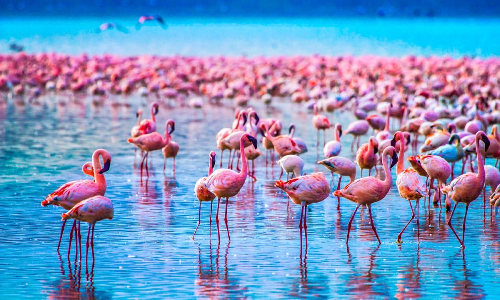 Lake Manyara Day Trip
