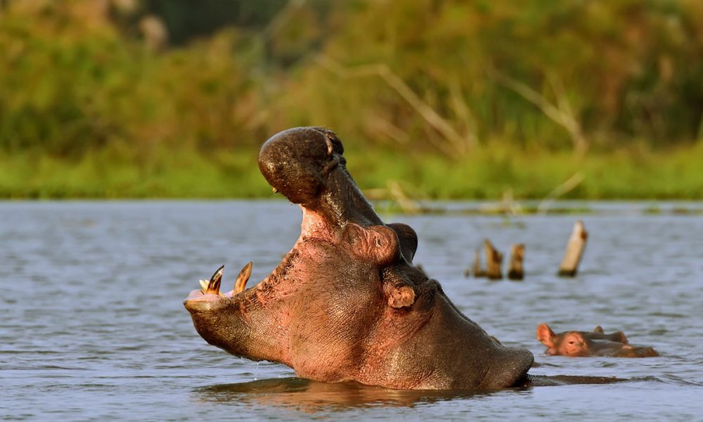 Lake Naivasha National Park