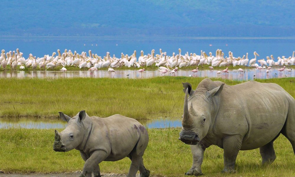Lake Nakuru National Park