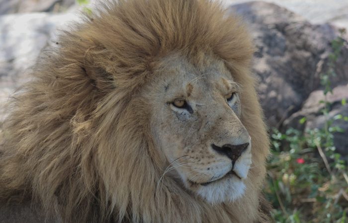 Lion in the Serengeti