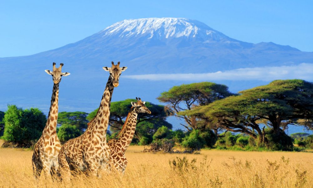 Mount Kenya National Park