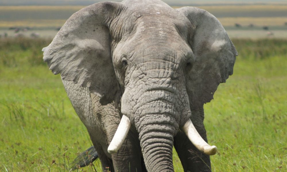 Tarangire National Park Day Trip