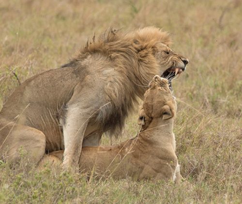 Wildlife encounter safari