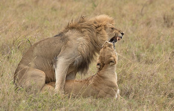 Wildlife encounter safari
