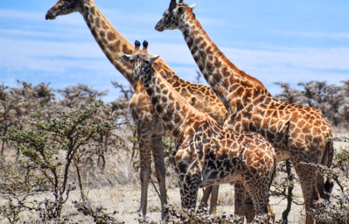 Nyerere National Park