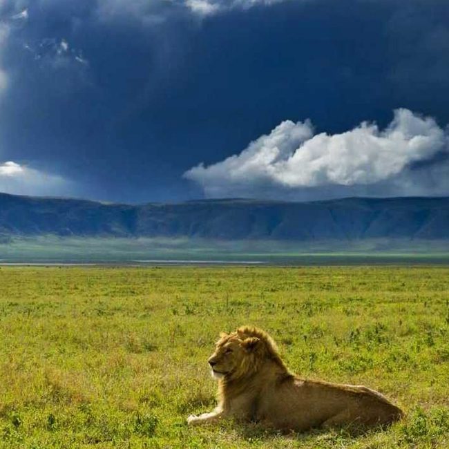 ngorongoro-safaris